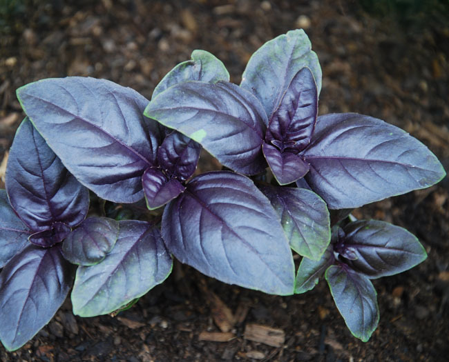 BASIL PURPLE(Amethyst Improved) - Click Image to Close